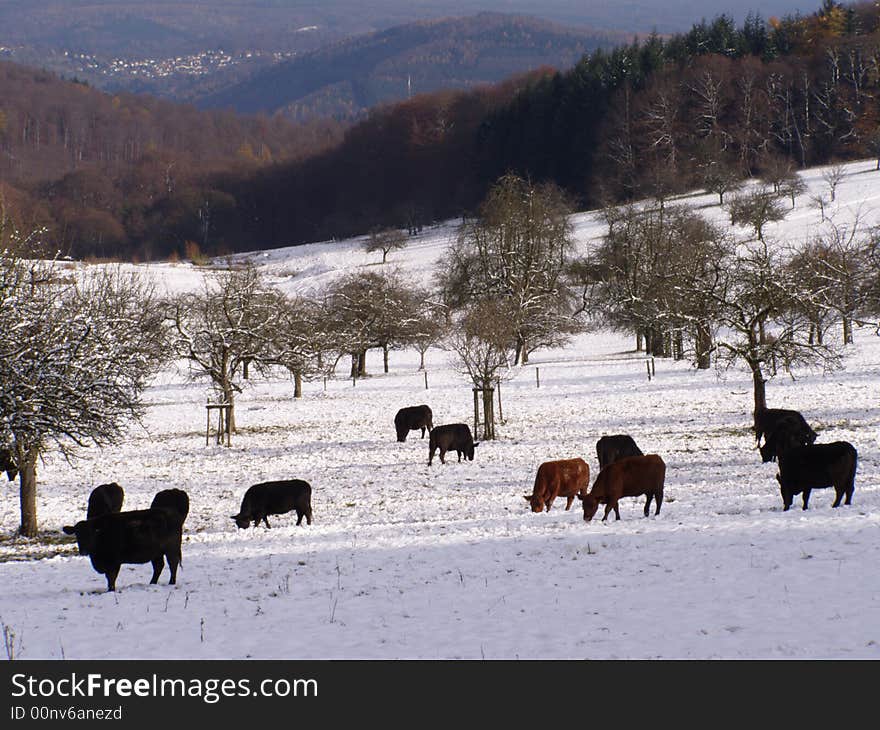 Browsing bulls in the mountains