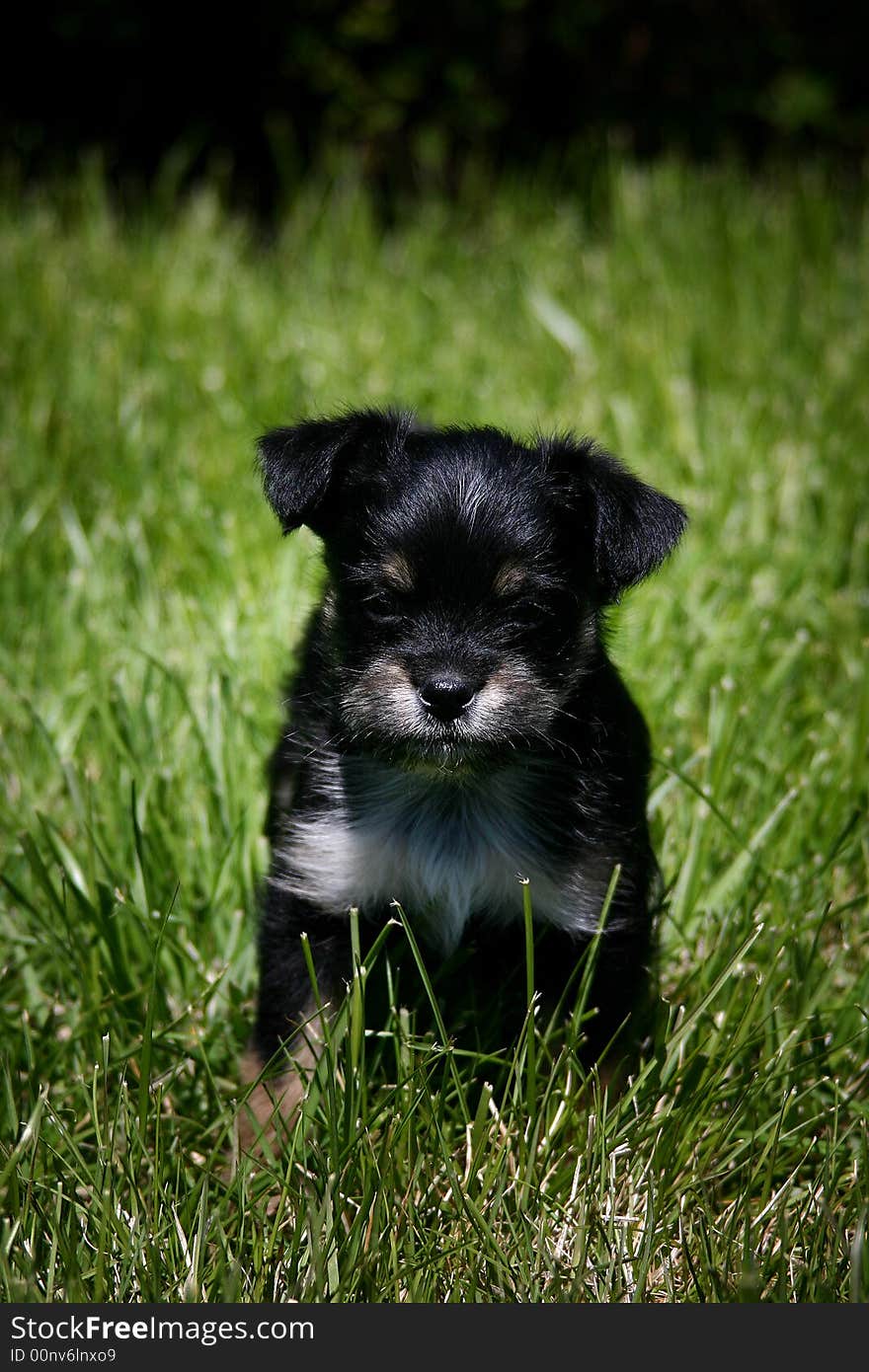 Black Puppy