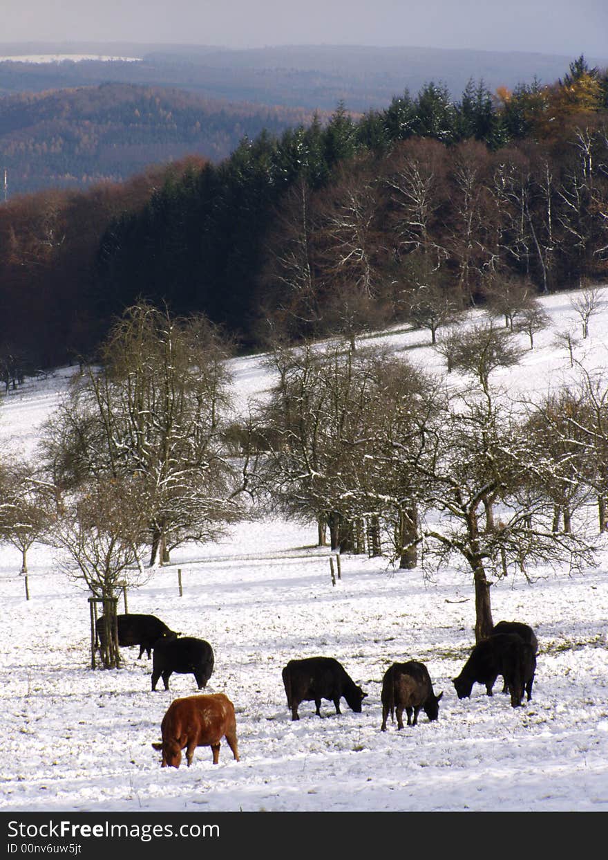 Bulls browsing in the snowy mountains