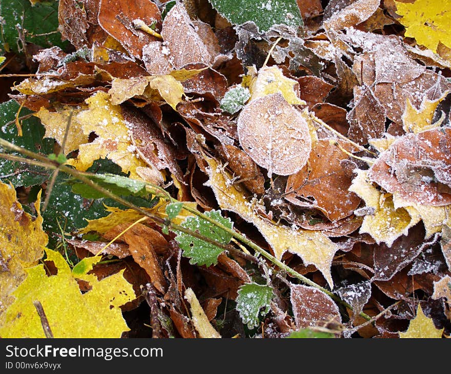 The autumn leafs of different trees with hoarfrost on the ground. The autumn leafs of different trees with hoarfrost on the ground