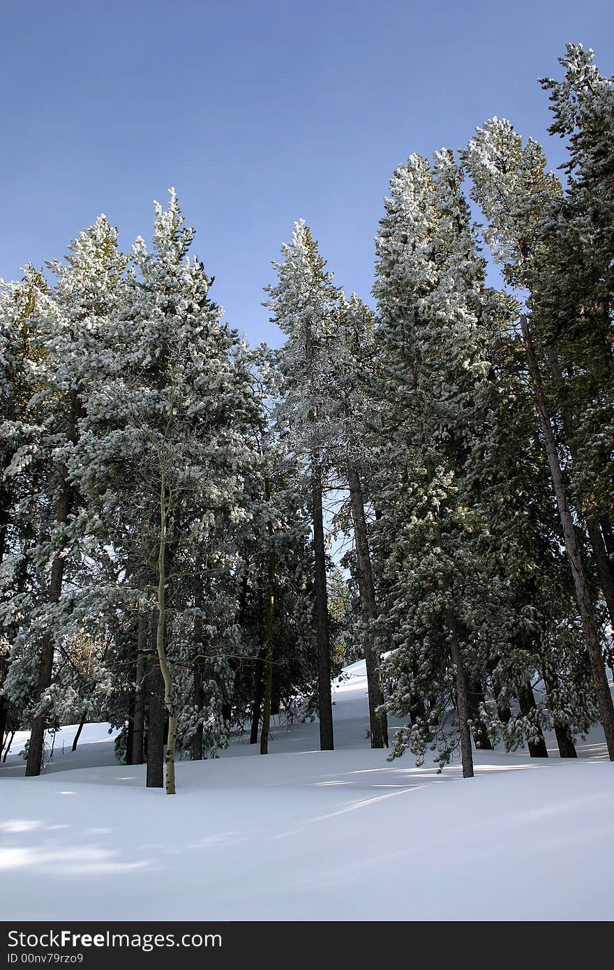 Pine trees covered with snow.