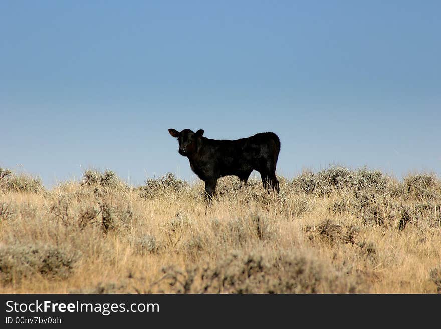 Black calf in field with Blue sky.