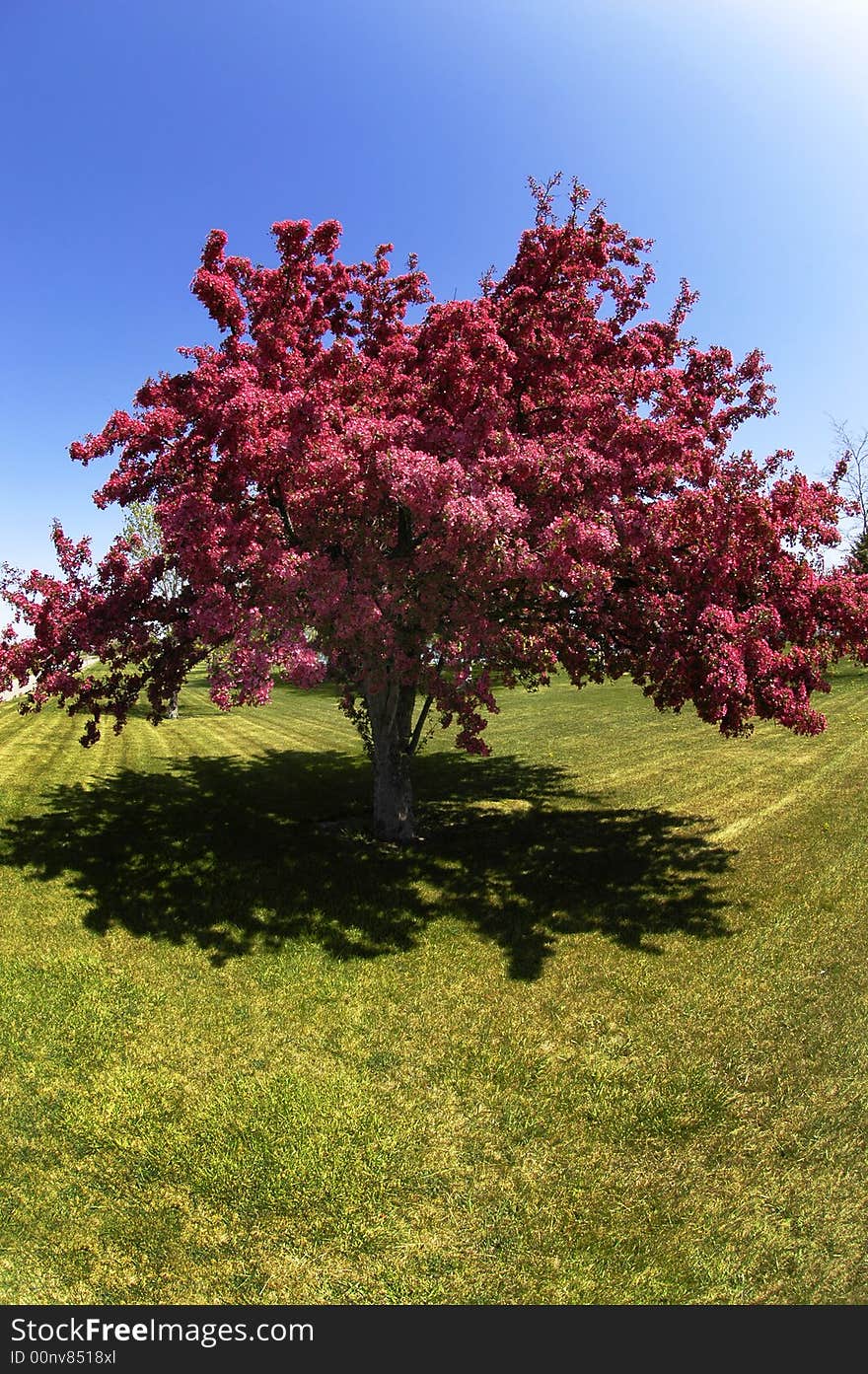 Crab apple or cherry tree in bloom in the spring. Crab apple or cherry tree in bloom in the spring