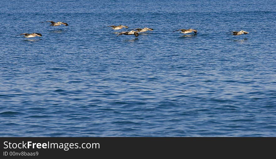 Pelicans