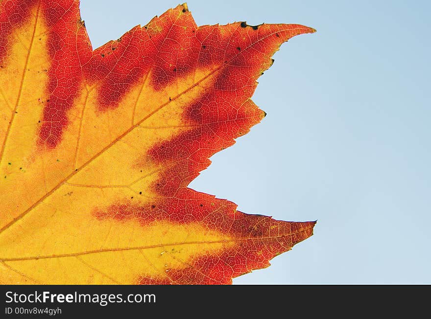 Maple leave with changing colors yellow and red