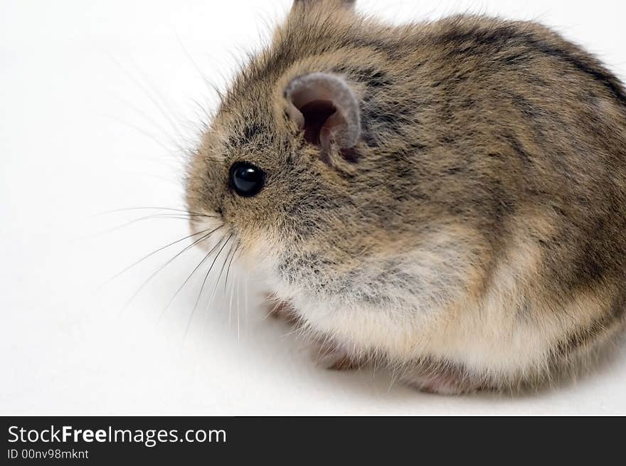 Hamsterin front of a white background