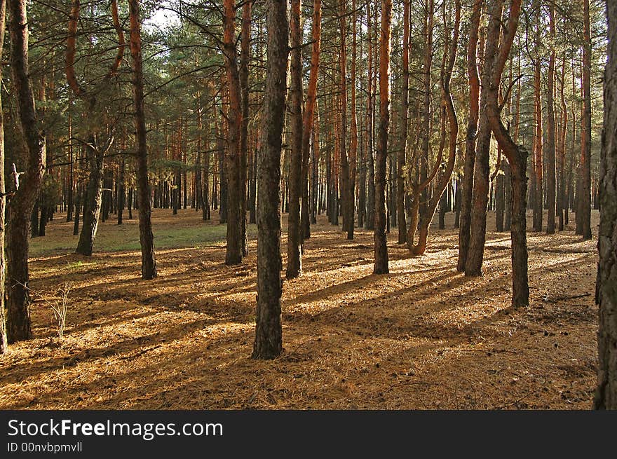 Decline in pine to a pine forest. Long shades