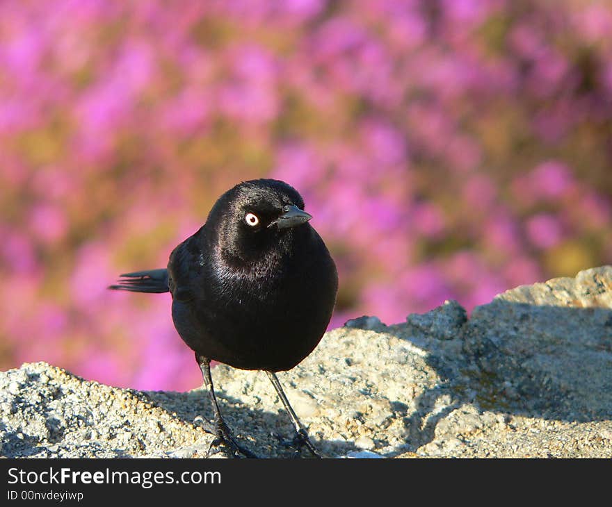 Black bird on pink background