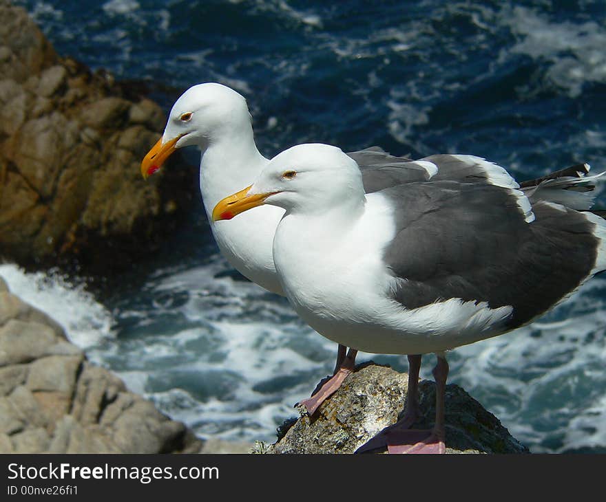 Seagull Couple standing on a rock. Ocean in the background