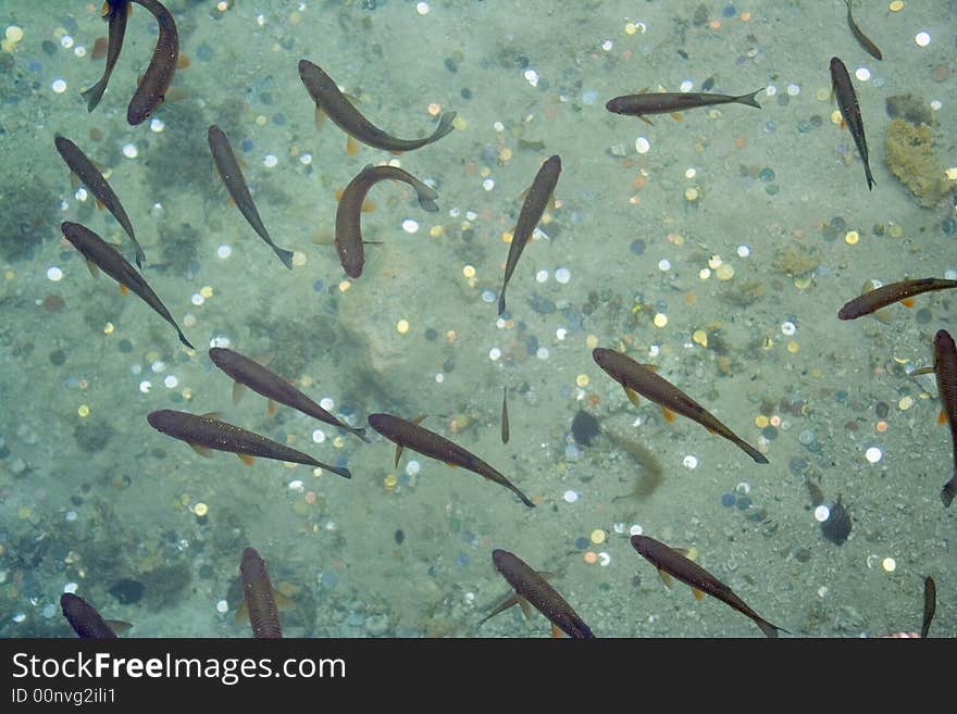 Fish and coins in a lake. top.