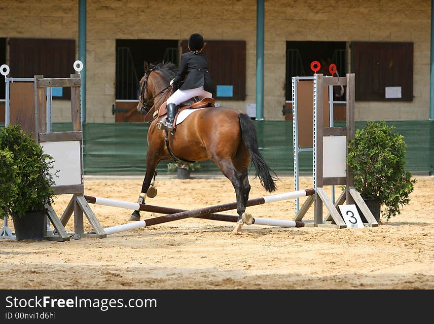 Horse running on race to contest