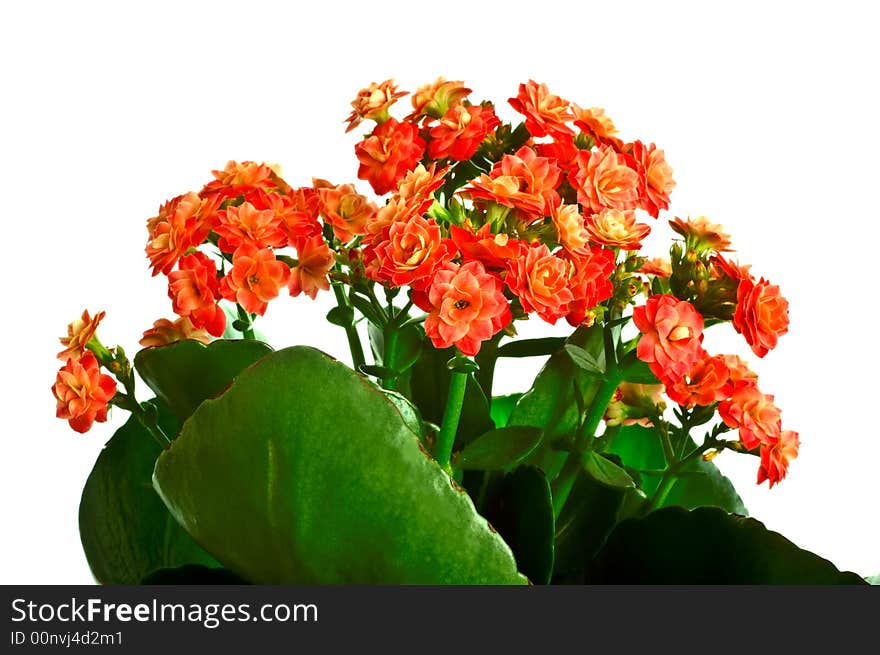 Tiny red flower isolated on white