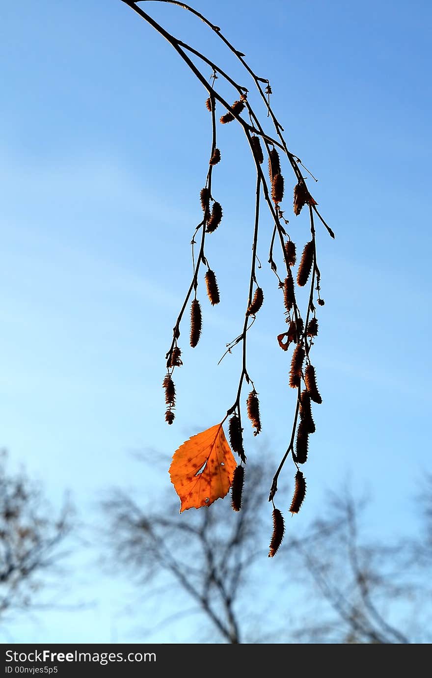 Last leaf on a background of the flown trees