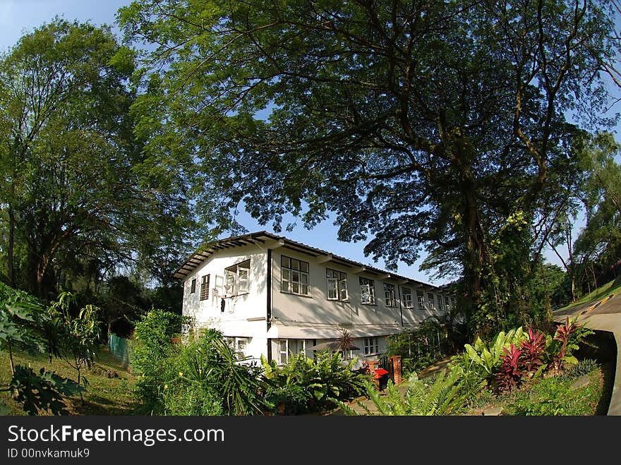 Old house surround by the plant