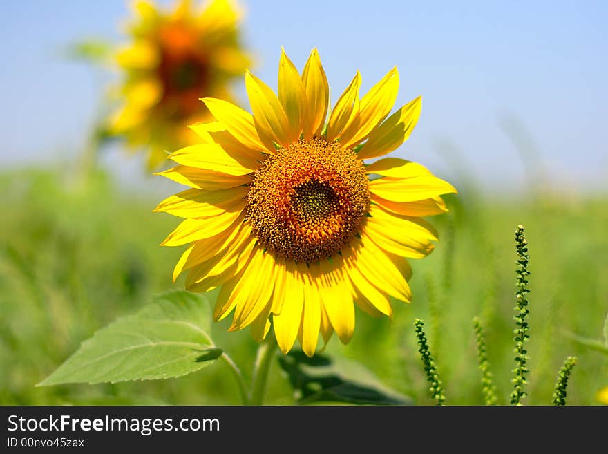 Sunflower