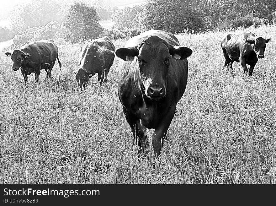 Cows. Typical domestic animals. What to say more (minimal 5 words comment). Cows. Typical domestic animals. What to say more (minimal 5 words comment).