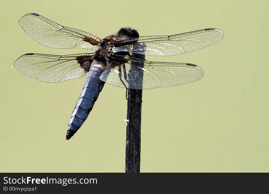 Close up of the dragonfly on the small branch.