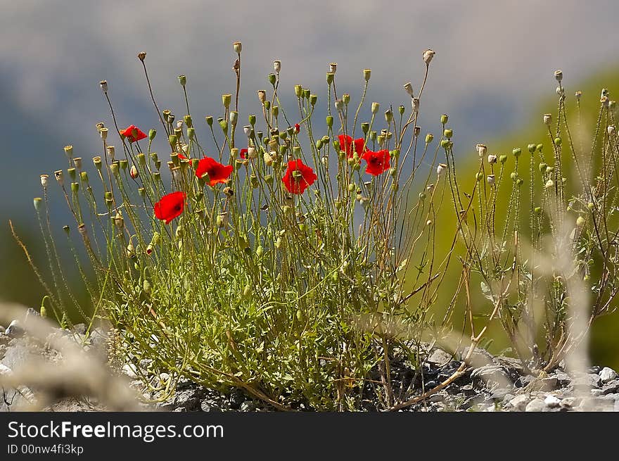 Red flowers no.1