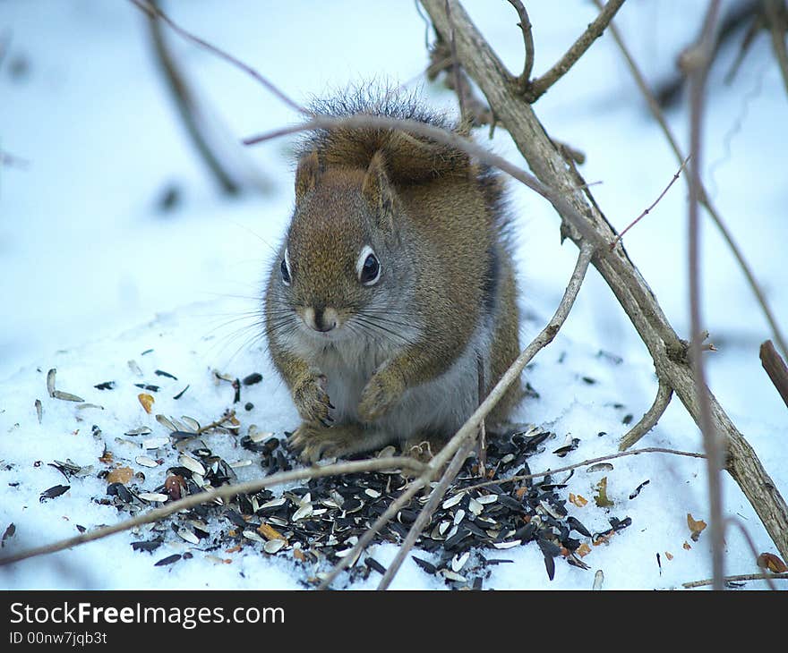 A red squirrel sits on a pile of sunflower seeds.