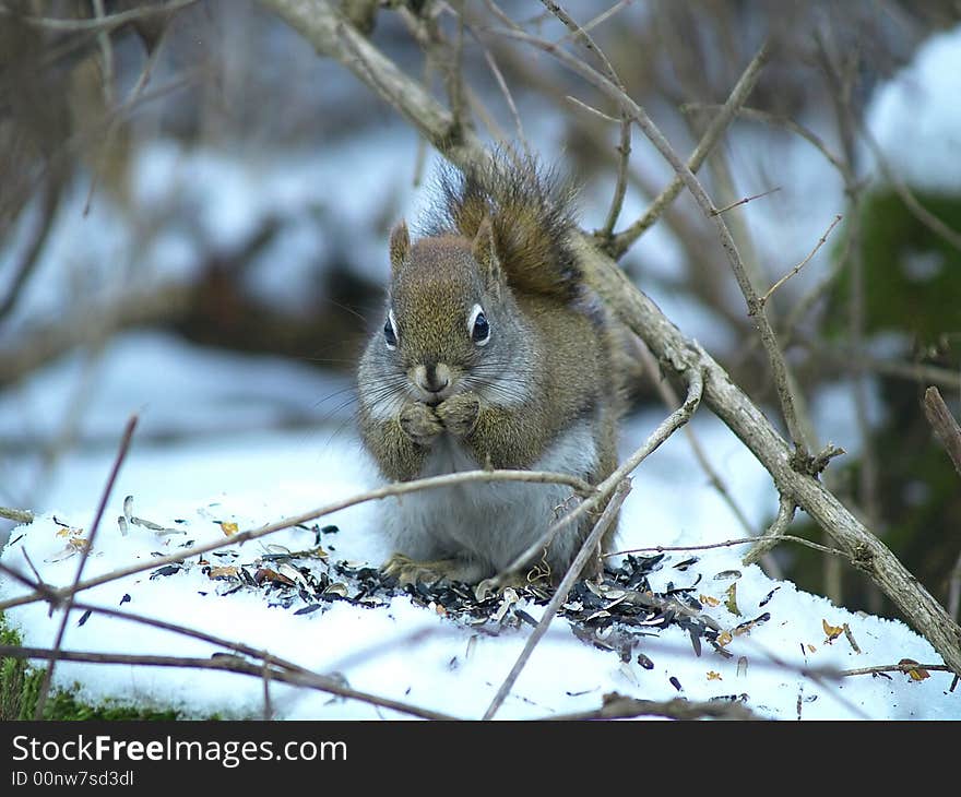 Red Squirrel in a Bush