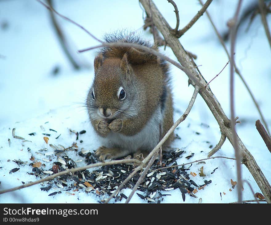 Squirrels Like Seeds