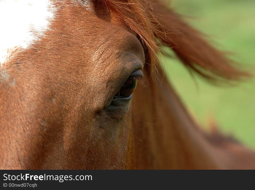 A close up of a sorrel horses eye. A close up of a sorrel horses eye