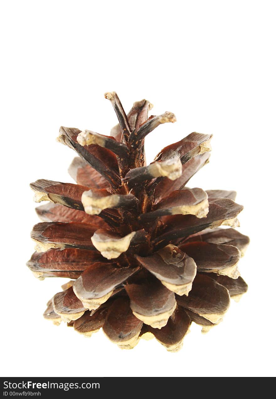 Image from nature series: pine cone