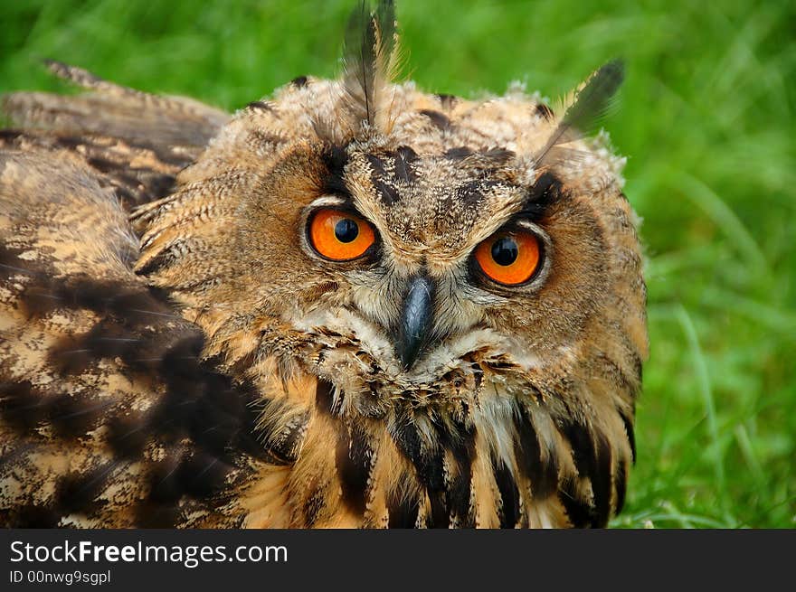 Close-up portrait of an owl with large orange eyes