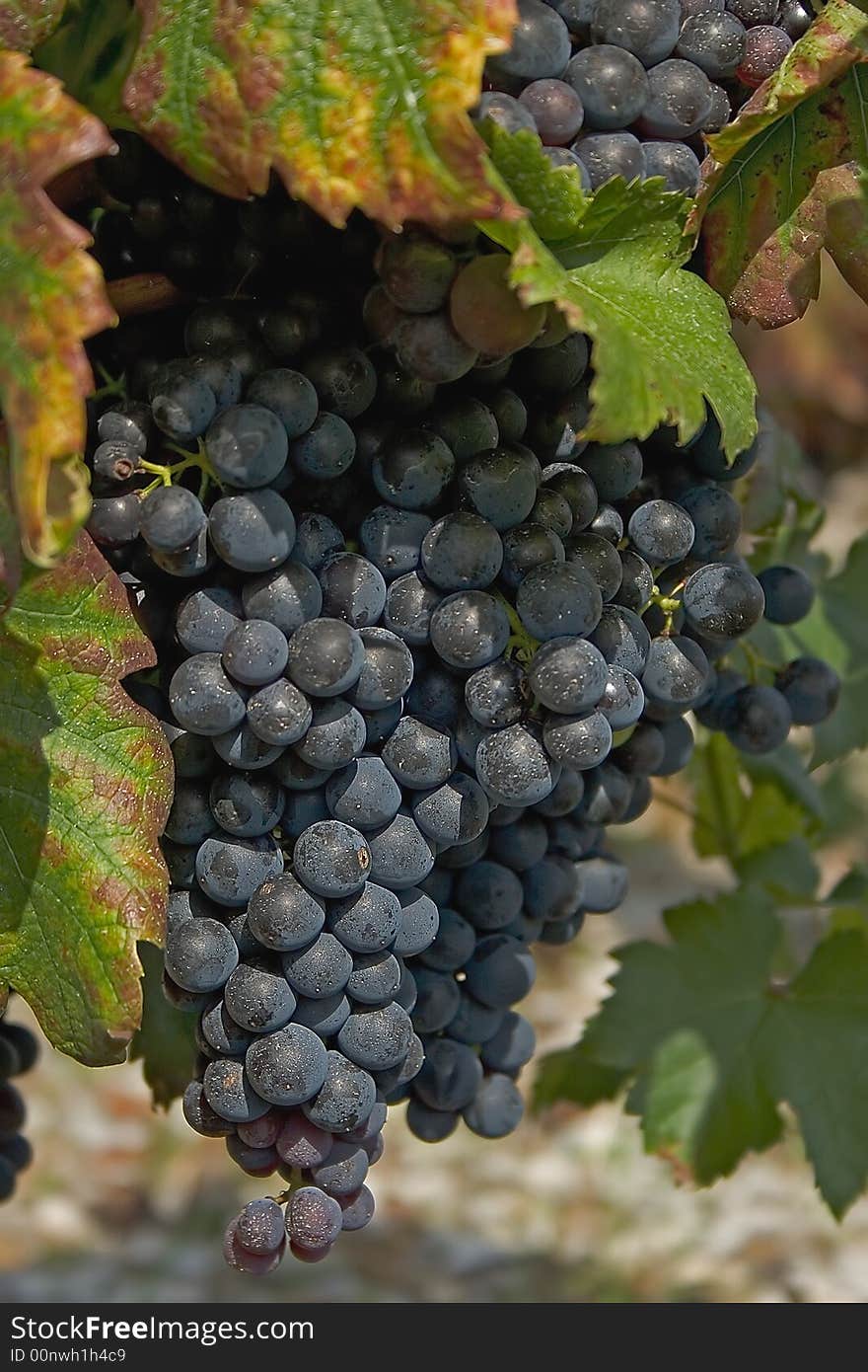 Bunch of red grapes in a vine