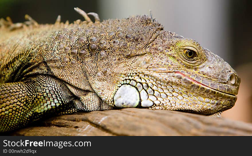 Iguana