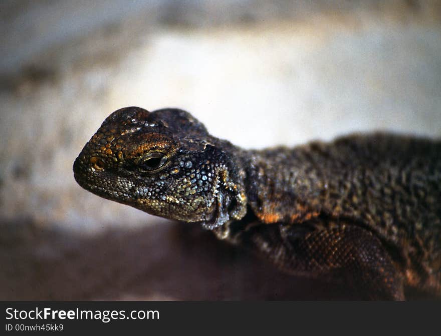 A face of a iguana in morocco