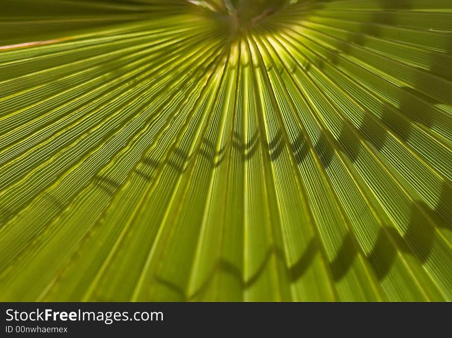 Background of a sheet of palm tree