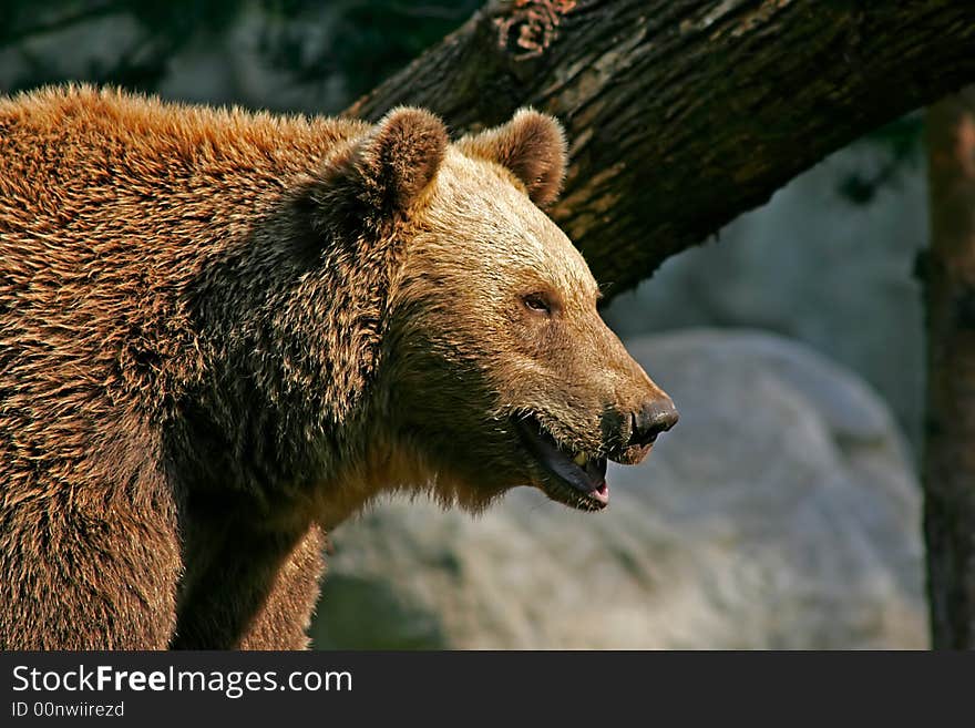 Portrait of a brown bear