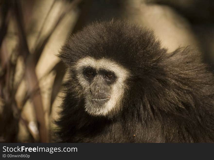 White-handed gibbon in closeup. White-handed gibbon in closeup.