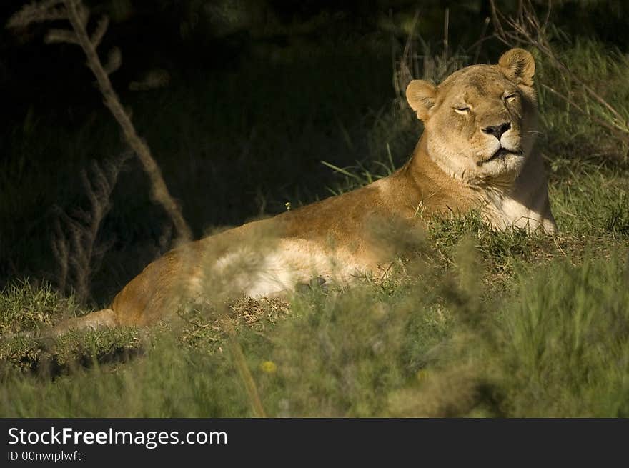 Lioness asleep in the sun in the grass. Lioness asleep in the sun in the grass