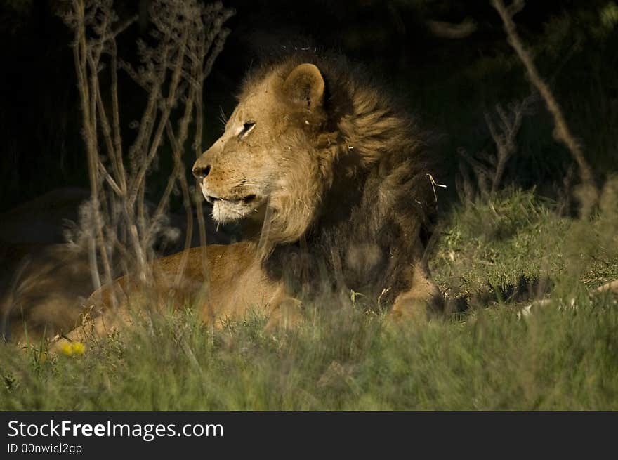 Lion king resting, would you want to be this close to him and on the ground?