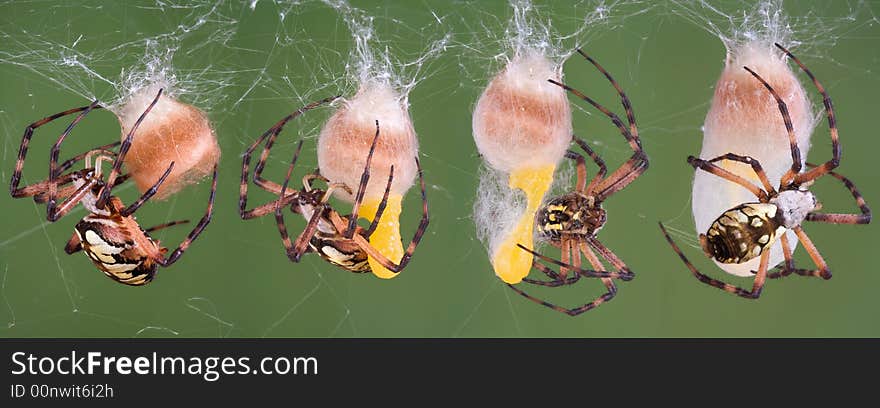 A series of photos of a black and yellow argiope spider making an egg case. A series of photos of a black and yellow argiope spider making an egg case.