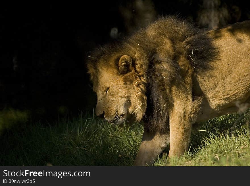 Lion moving to shade