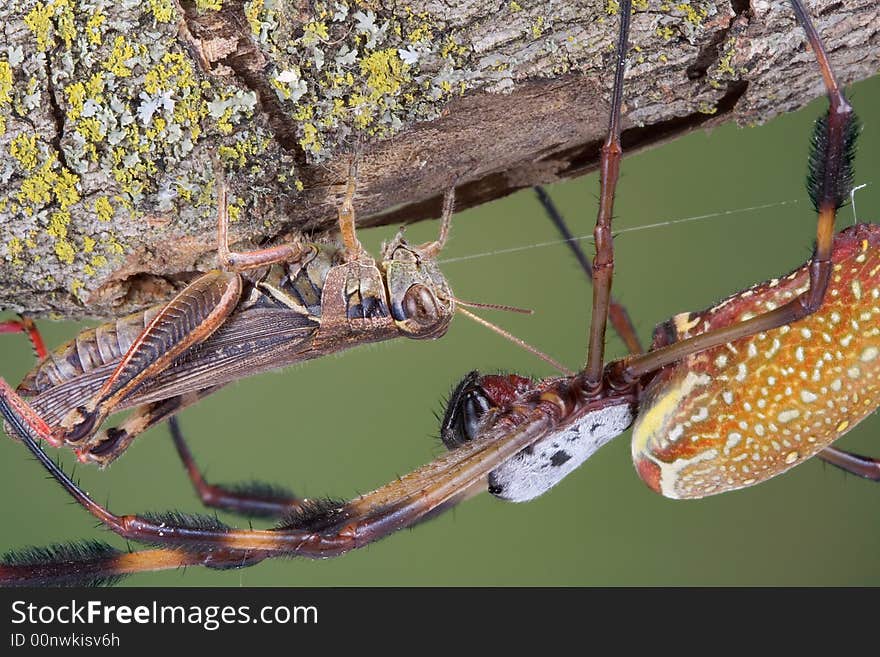 Banana Spider Near Hopper