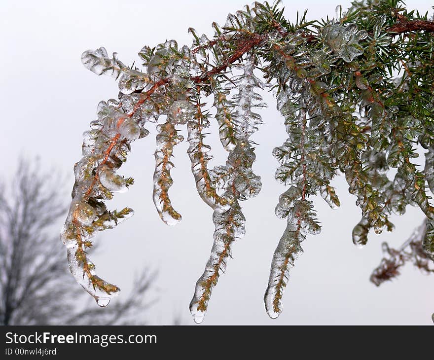 Frosty leaf from ice rain