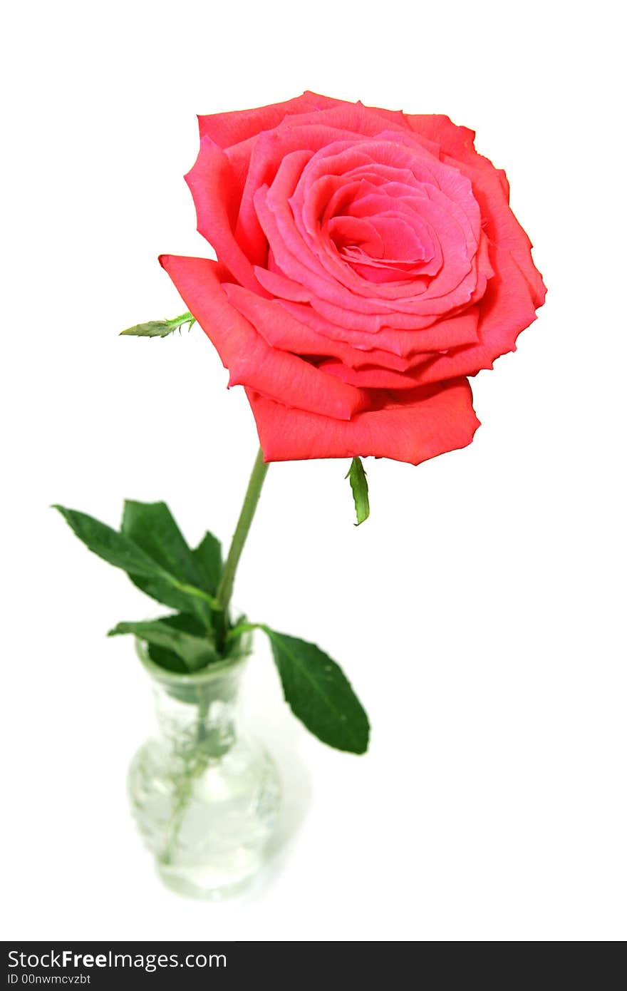 Red rose in a crystal bud vase. Isolate on white. Red rose in a crystal bud vase. Isolate on white.