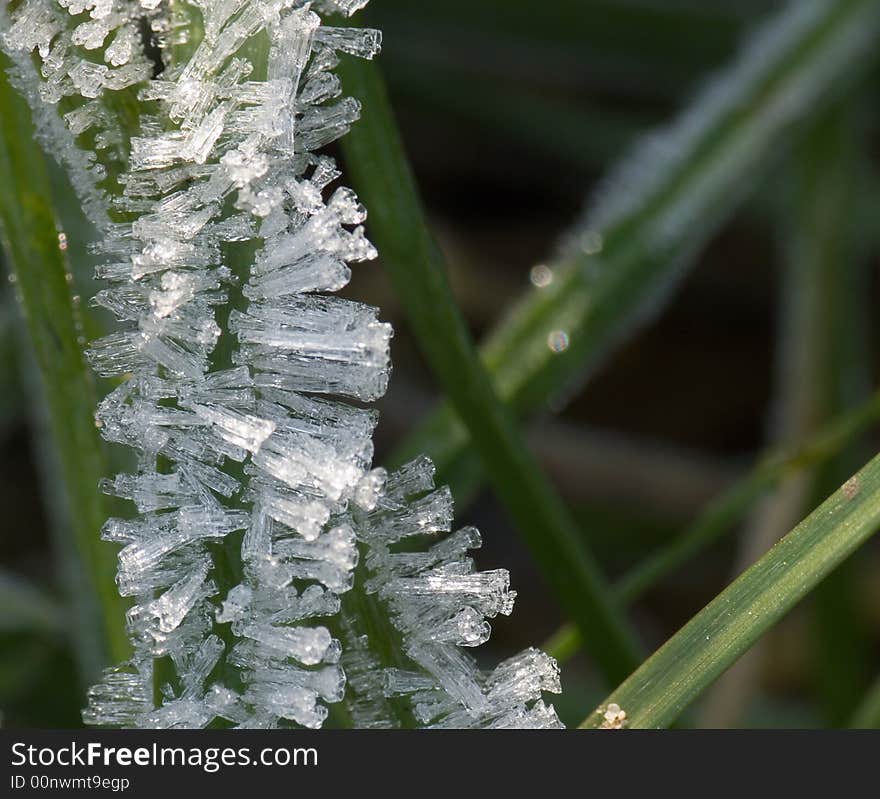 Frost crystals