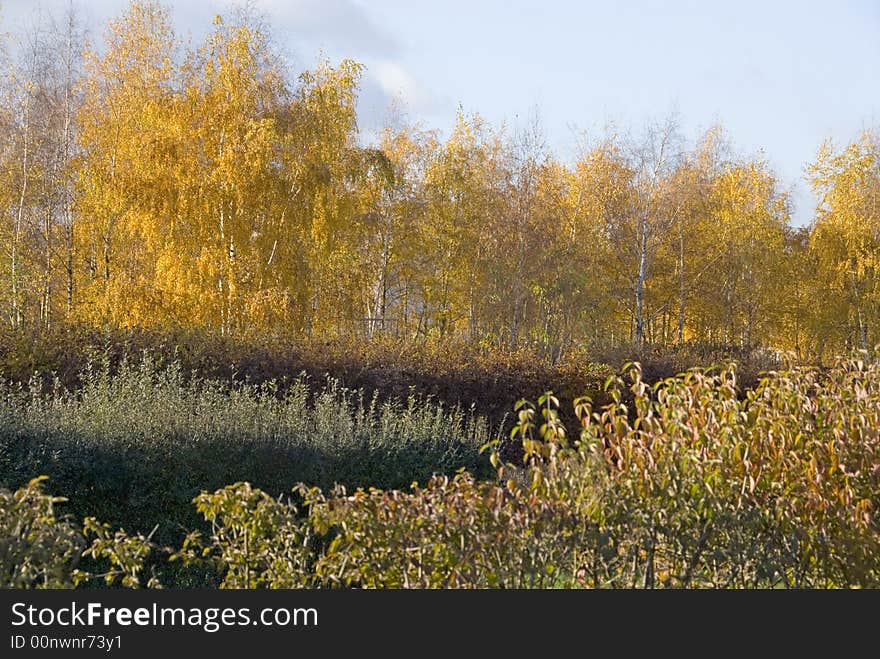 Birches in autumn near the center of Berlin. Birches in autumn near the center of Berlin