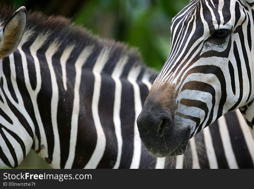 A shot of a herd of zebra. A shot of a herd of zebra