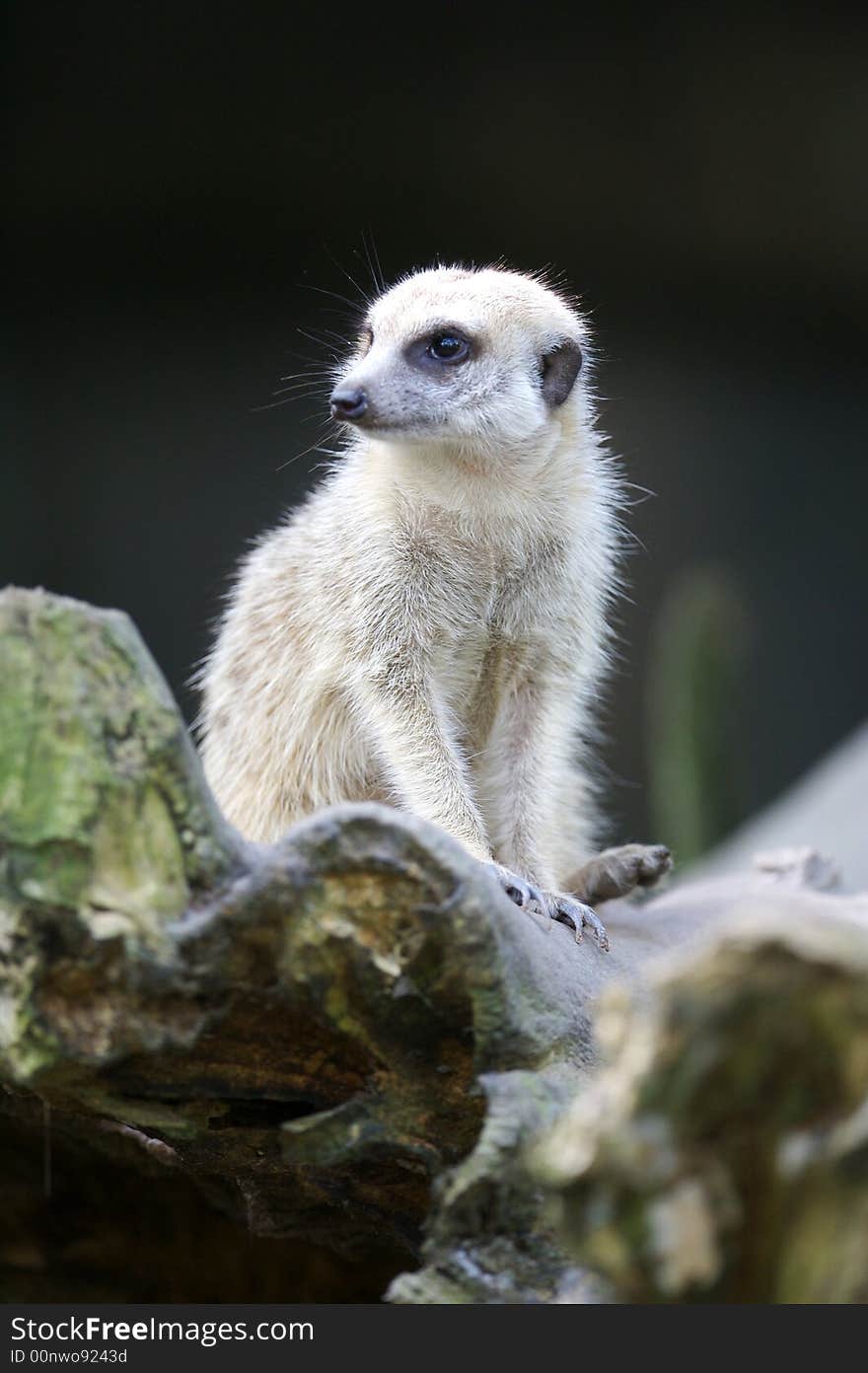 A shot of the african meerkat