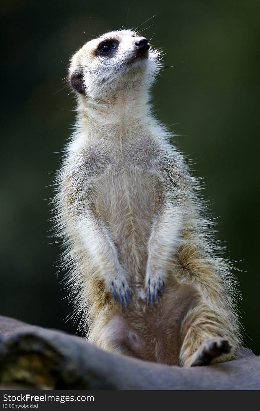 A shot of the african meerkat