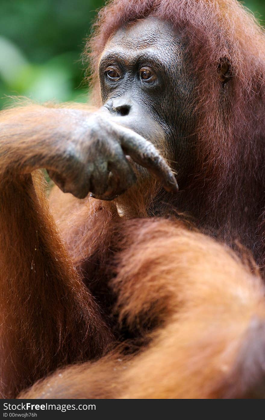 Orangutans