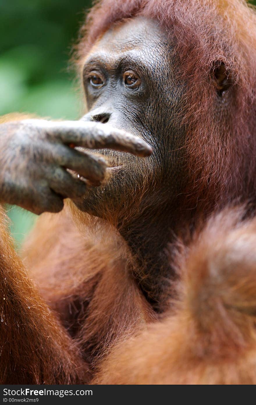 Orangutans