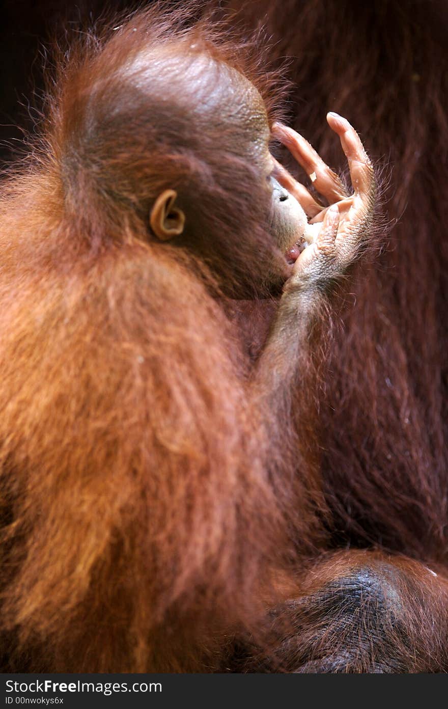 Orangutans