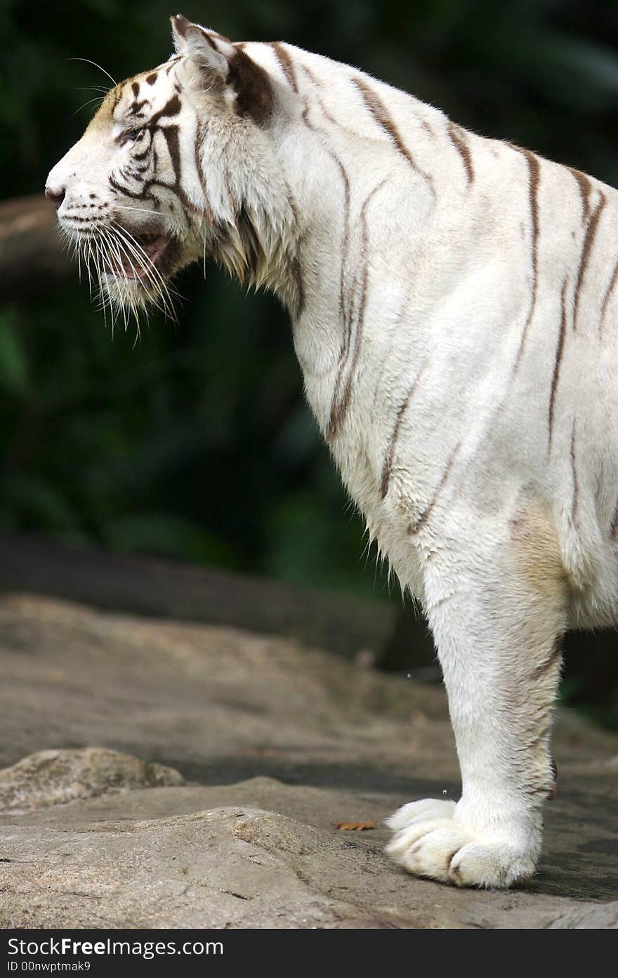 White Tiger